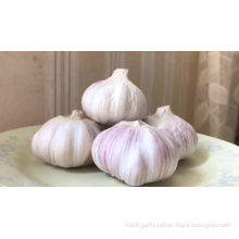 Fresh common garlic in low price high quality